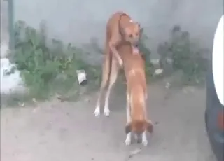 Gay dogs go hardcore in Denmark with beast cum