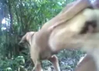 Dog moans loudly with big dick inside during hot zoo sex scene
