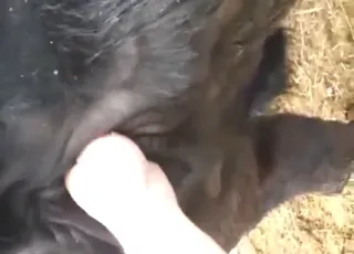 Zoo Porn: Sexy Girl Gets Wet With Cow Pussy