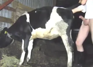 Sexy dude fisting a cow in this raw zoo porn clip