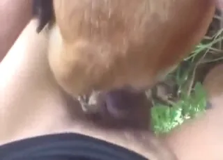 Deflorated Doggystyle Compilation with Humans