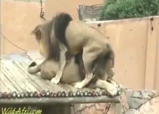Hot gay lions get hardcore banged outside in the wild