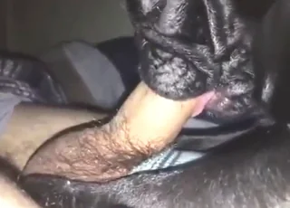 Black Dog Hot Blowjob From Whore Mouth - animal sex Zoo Porn Scene
