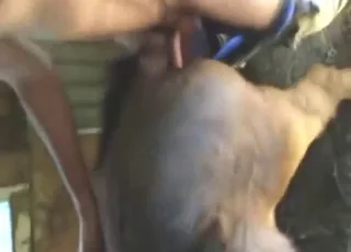Farmer Cheats With Sexy Mare In Barn - Hot Zoo Porn Scene With Horse