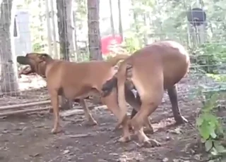Dog mating complication with happy beasts