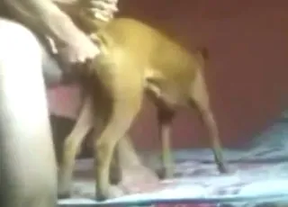 animal sex porn: Dog fucks and cums on her face in zoo video