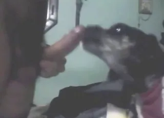 Zoo animal licking hot penis in XXX clip
