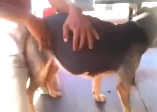 Horned-up dude fucks dog in zoo XXX movie