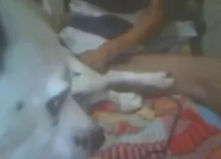 Dalmatian Dog Gets It Good - animal sex Zoo Porn Clip