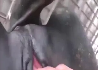 Sexy cow gets fisted in a tight animal porn session