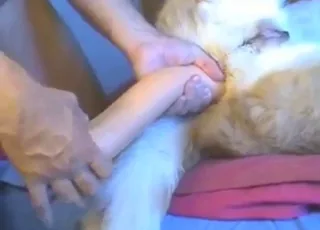 Preparation for Anal animal sex with Orgasms