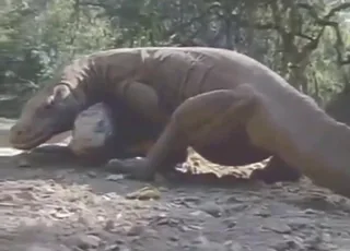Juicy Comodo Dragon Fuckholes Used Outside in Short Clip