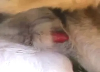 German Shepherd Handjob: Passionate Blowjob and Precum in Zoo Porn