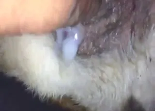 Hardcore Stray Bitch Penetrated by Real Penis
