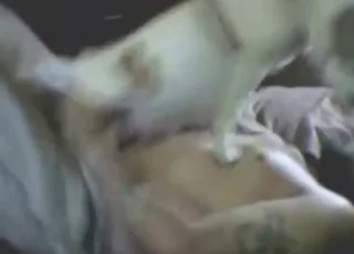 Good-looking dude gets hard dick in dog sex clip