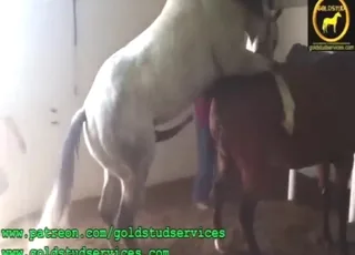 Lovely horse fuck movie with teasing action