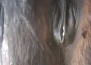 Horny pony mare gets pounded in raw zoo sex scene