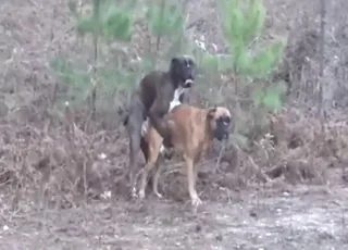 Two brown dogs fucking around outside after vasectomy