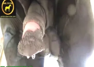 Zoo XXX clip featuring great fisting action in an animal setting