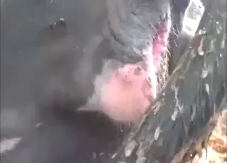 Hot Holstein cow dildo play and orgasm in zoo porn
