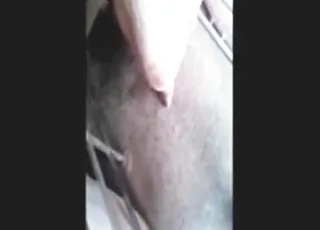 Zoophile fucks pig in barn stall for 9 minutes
