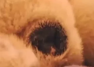 Submissive bitch wants finger inside for deep zoo sex