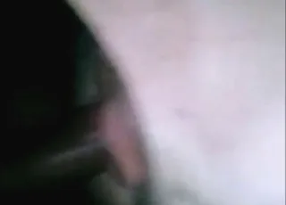 Man with Sow Animal Sex Porn Show - animal sex Zoo Video
