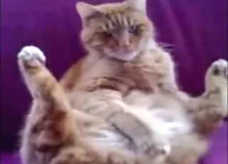 Solo cat masturbation with real orgasms hot zoo porn video of animal sex