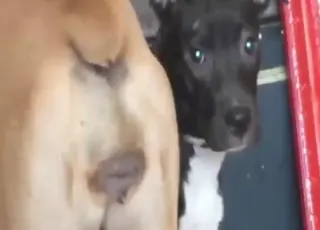 Close-up of a dog's hot pussy showcased in detail