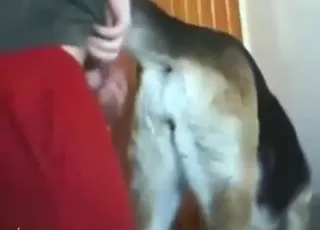 Sexy dog fuck in doggystyle at home - hot zoo porn with animal