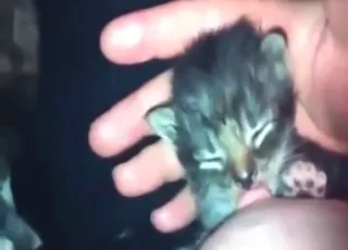 Tiny cat sucking on human breasts in short zoo clip
