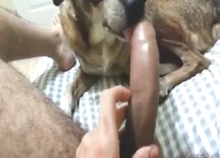 Hairy guy gets wild cock action in hot zoo porn scene