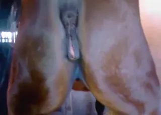 Mare pees before zoo sex: near squirting animal porn
