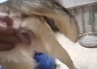Sexed-up doggo takes a condom-protected peen inside