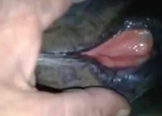 Horse pussy close up moaning hard zooporn scene