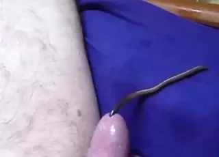 Juicy worm living inside a man's boner in close-up