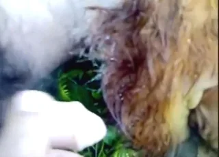 Savage cow fuck in short zoo porn clip featuring animal sex