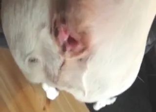 Hot dude fucking white dog from behind in short clip