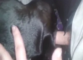 Zoophile dog sex with assgasms in anal first time