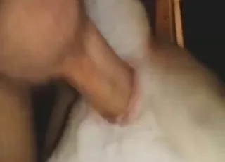 Labrador takes a deep ass pounding in bathroom zoo porn