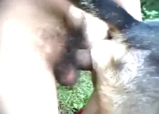 animal sex porn: animal taking it up the ass in this zoo clip