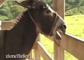 Horse with huge cock mounting female in animal sex scene