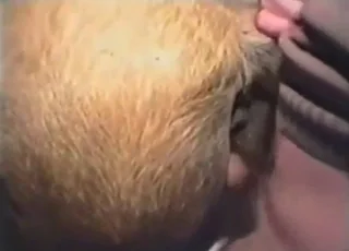 Horny guy fists pony in raw zoo porn scene with animal lover