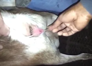 Slutted-up goat gets fingering then fuck