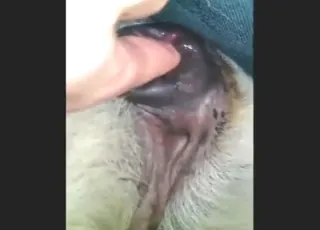 Fingering animal until she screams non-stop