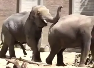 Hot Elephant Sex Video - Amazing Zoo Porn Action