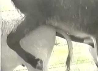 Zoophilic dude ensures donkey gets good anal help