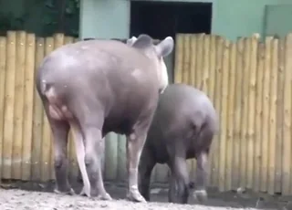 Tapir showcases its large penis in outdoor video