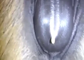 Mare exposed clit sore and ready for action