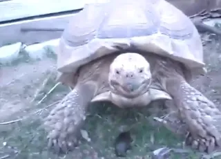 Turtle Shows Off Its Penis in Hot Close-Up